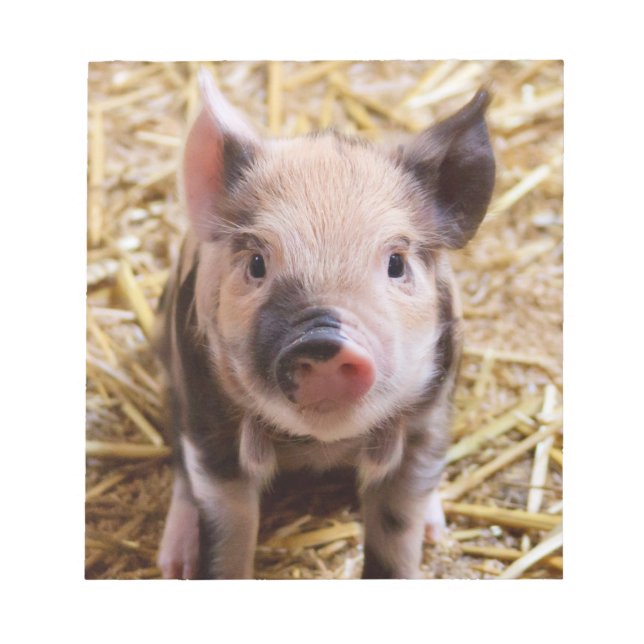 Cute Piglet Anteckningsblock (Framsida)