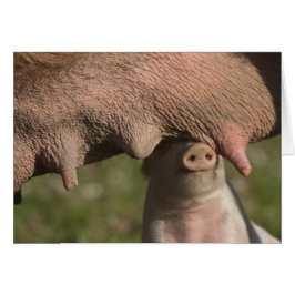 Cute Piglet Nuzzling Mor Belly - Funny Hälsningskort