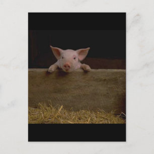 Cute Piglet Vykort