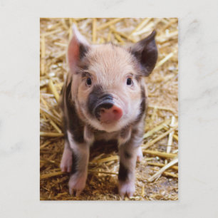 Cute PIglet-vykort Vykort