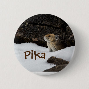 Cute Pika i Snö Photo Knapp
