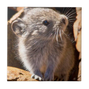 Cute Pika Photo for Your Kitchen Kakelplatta