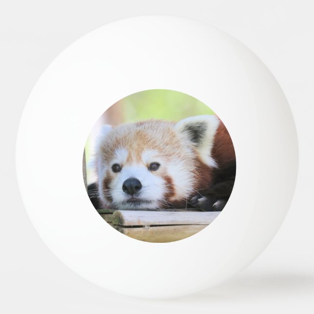 Cute Ping Pong Boll (Baksidan)