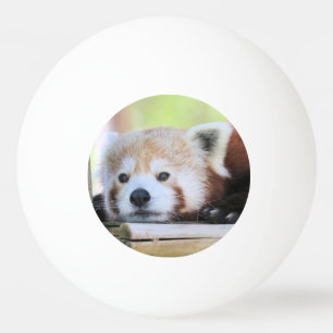 Cute Ping Pong Boll