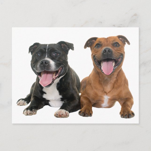 Cute Pit Bull Puppy Hund Hej Pitbull Vykort (Framsida)