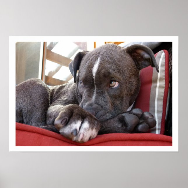 Cute Pit Bull Puppy Poster (Framsidan)