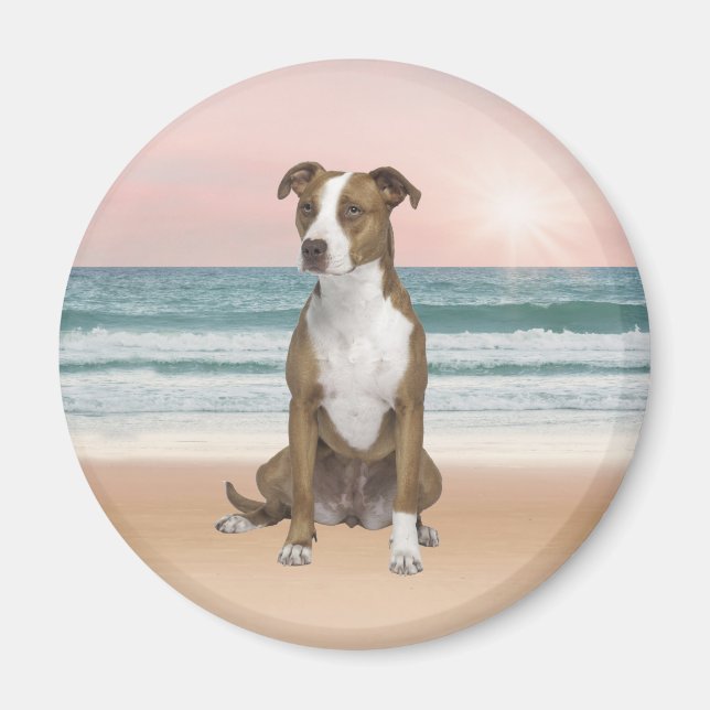 Cute Pitbull Sitta på persikor med solnedgång Magnet (Framsidan)