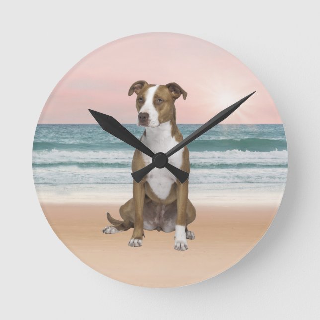Cute Pitbull Sitta på persikor med solnedgång Rund Klocka (Framsida)