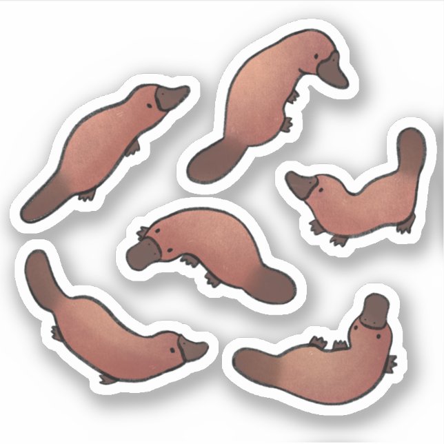 Cute Platypus Klistermärken (Framsida)