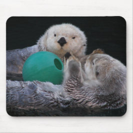 Cute Players Sea Otters Musmatta