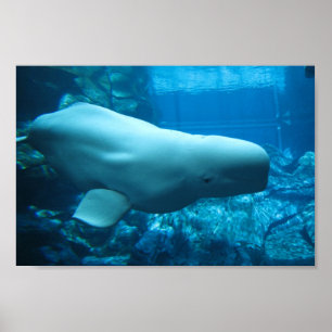 Cute Playof Beluga Whale in Aquarium in Georgia Poster