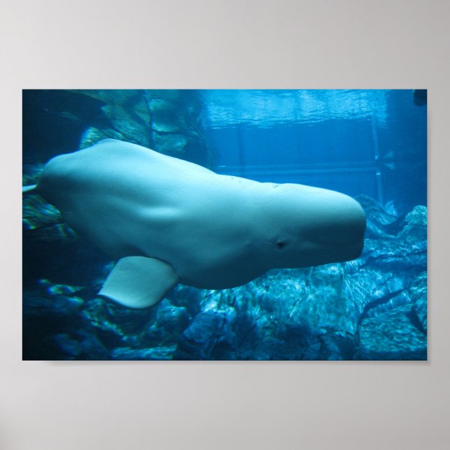 Cute Playof Beluga Whale in Aquarium in Georgia Poster (Framsidan)