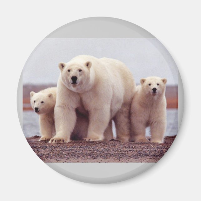 Cute Polar björn Magnet (Framsidan)