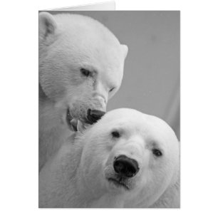 Cute polar-björn par hälsningskort