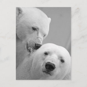 Cute polar-björn par vykort