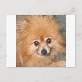 Cute Pommern Ansikte Vykort