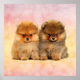 Cute Pommern German Spitz Puppies Poster