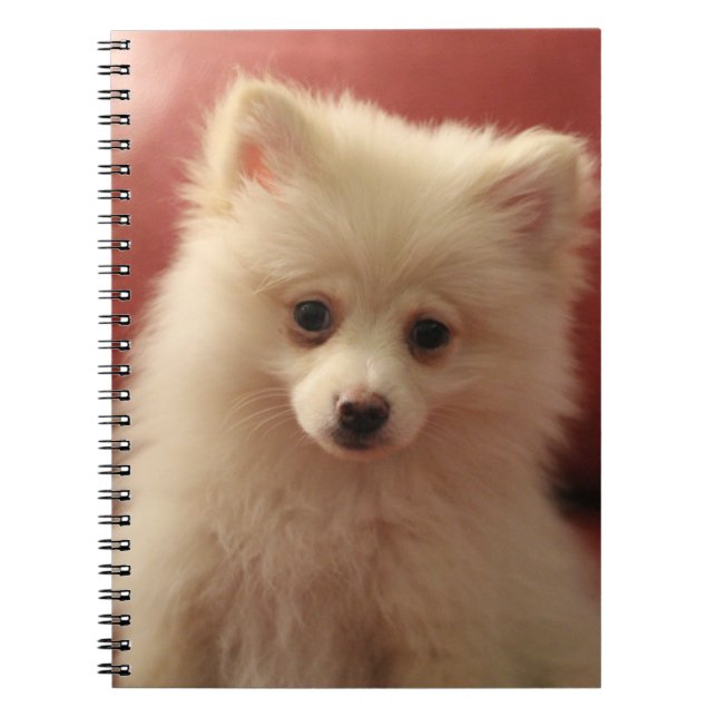 Cute Pommern Hund Anteckningsbok (Framsidan)