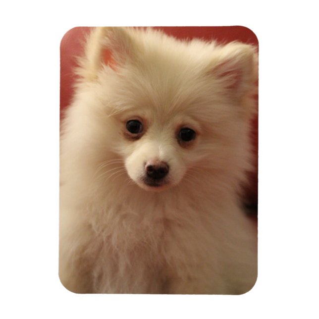 Cute Pommern Hund Magnet (Vertikal)