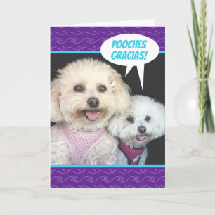 Cute Poochon Hundar - Pooches Gracias Tack Kort