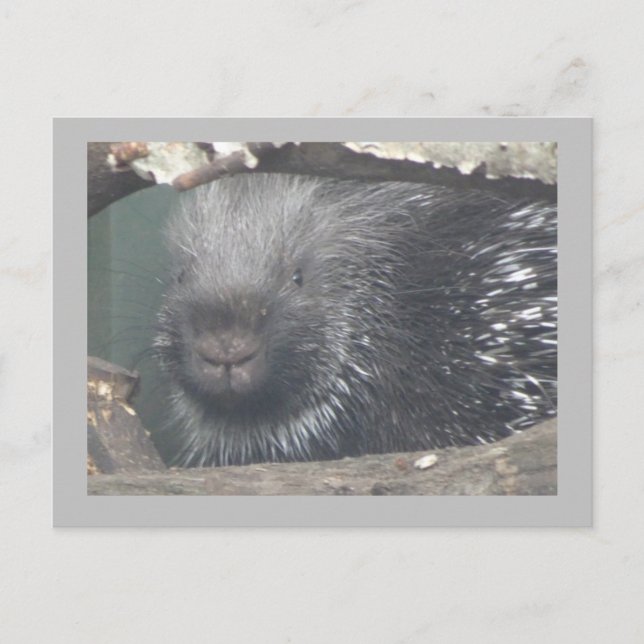 Cute Porcupine Ansikte DIY Text Postcard Vykort (Framsida)