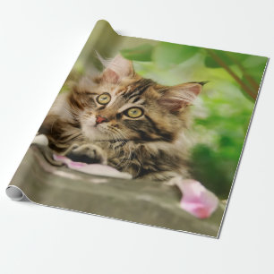 Cute Porträtt Maine Coon Cat Kitten i en Garden - Presentpapper