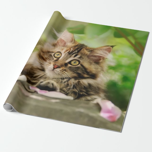 Cute Porträtt Maine Coon Cat Kitten i en Garden - Presentpapper (Utrullad)