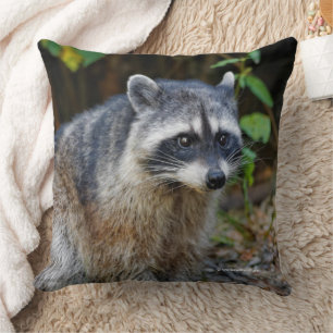 Cute Posing North American Raccoon Kudde