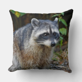Cute Posing North American Raccoon Kudde