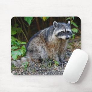 Cute Posing North American Raccoon Musmatta