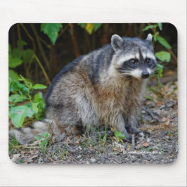 Cute Posing North American Raccoon Musmatta