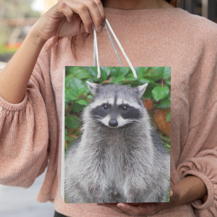 Cute Posing Raccoon Wildlife Photo