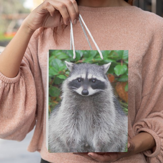 Cute Posing Raccoon Wildlife Photo (In Situ)