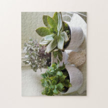 Cute Poted Succulents med Seashell Photo