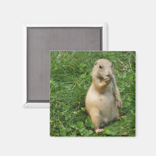 Cute Prairie Hund permanent i Grass Eating Magnet