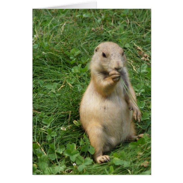 Cute Prairie Hund ständiga representation och ätan Hälsningskort (Framsidan)