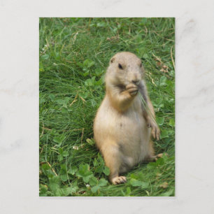 Cute Prairie Hund ständiga representation och ätan Vykort