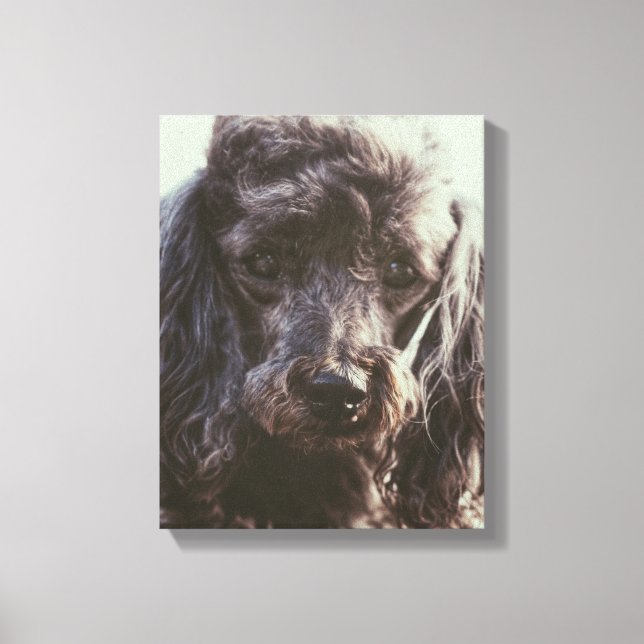 Cute Pudel Hund Ansikte Öga Canvastryck (Framsida)