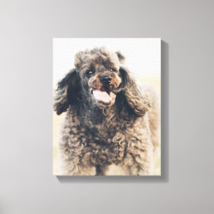 Cute Pudel Hund Ansikte Smile Smila Canvastryck