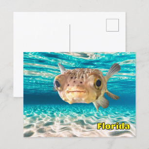 Cute Puffer Fish in Ocean Peace Underwater Vykort