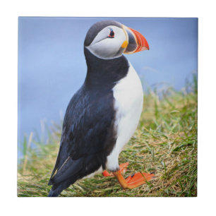 Cute Puffin Kakelplatta