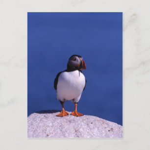 Cute Puffin-vykort Vykort