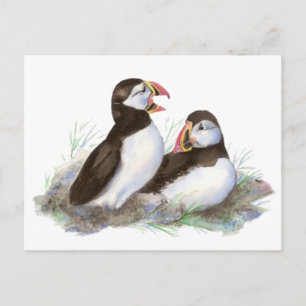 Cute Puffins, Ocean Bird, Beach, Natur Vykort