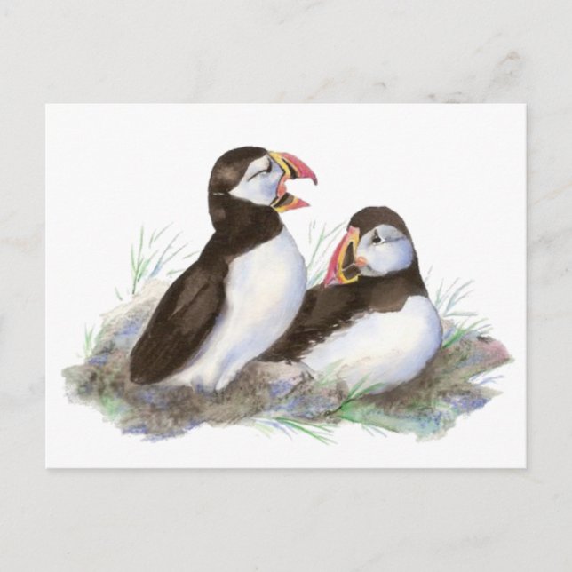 Cute Puffins, Ocean Bird, Beach, Natur Vykort (Framsida)