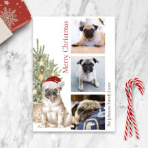 Cute Pug and Julgran Pet Hund Photo