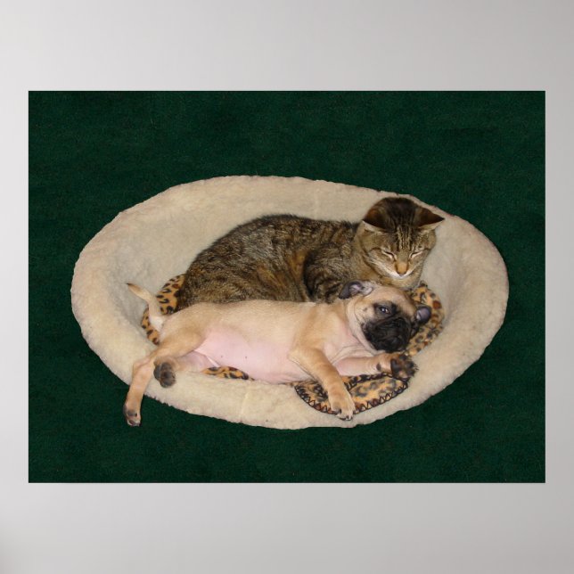 Cute Pug & Cat Poster (Framsidan)