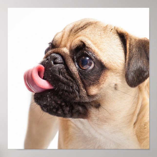 Cute Pug Close-Up, liten poster (Framsidan)