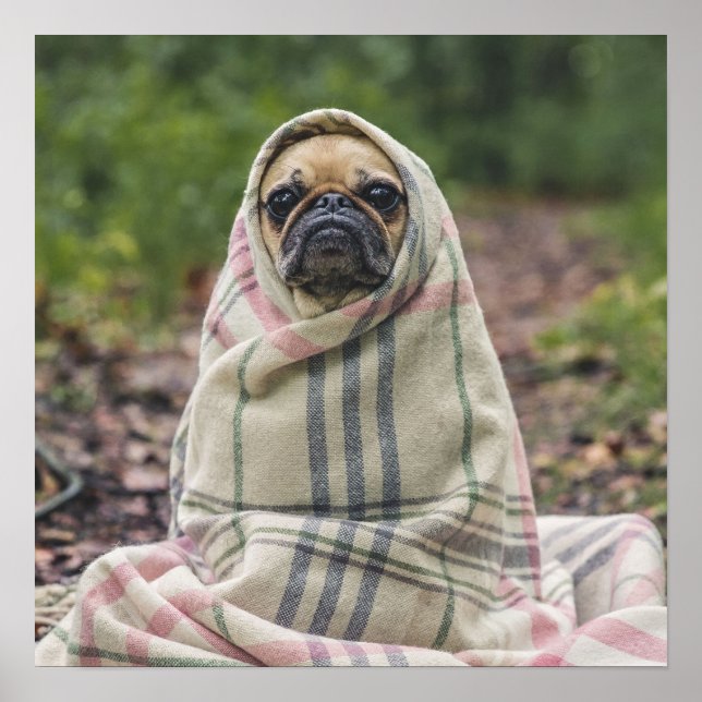 Cute Pug Close-Up poster (Framsidan)