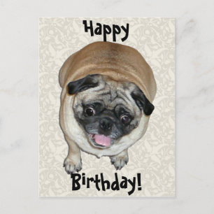 Cute Pug Hund Birthday Vykort