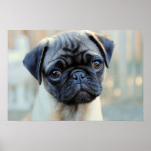 Cute Pug Mugg Poster